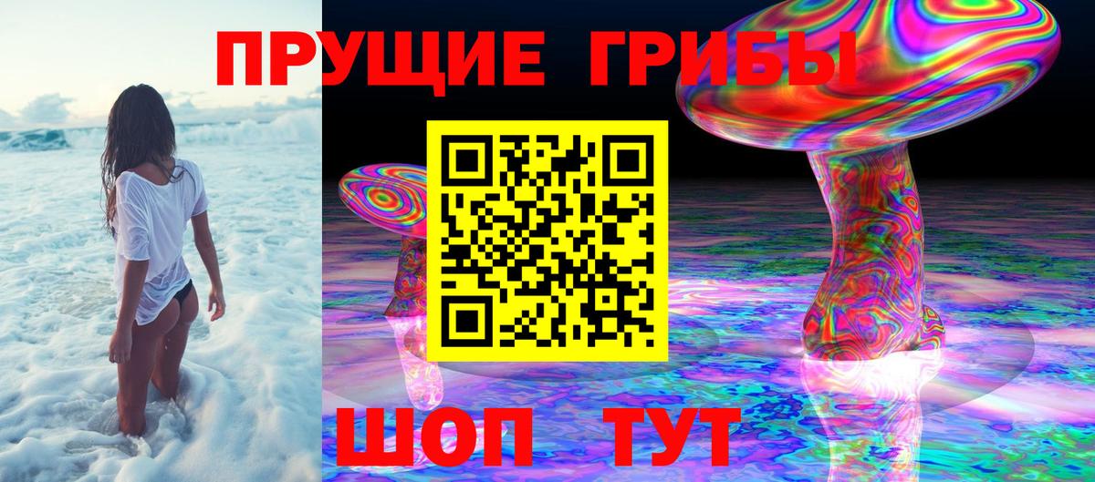 Псилоцибиновые грибы Psilocybine cubensis Томск